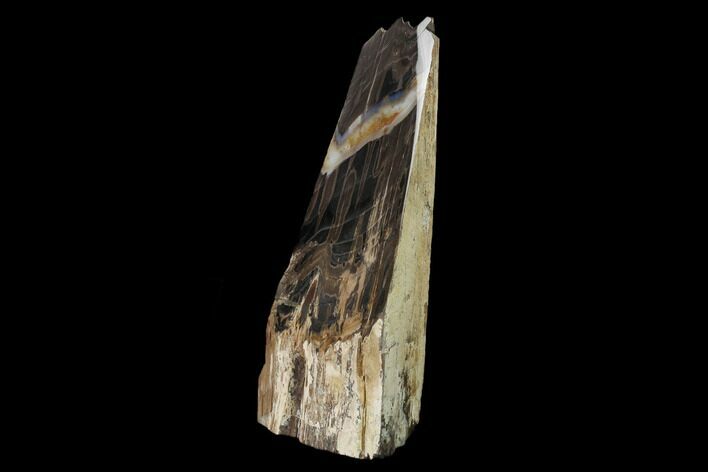 Tall, Polished Petrified Wood Stand-up - McDermitt, Oregon #162885